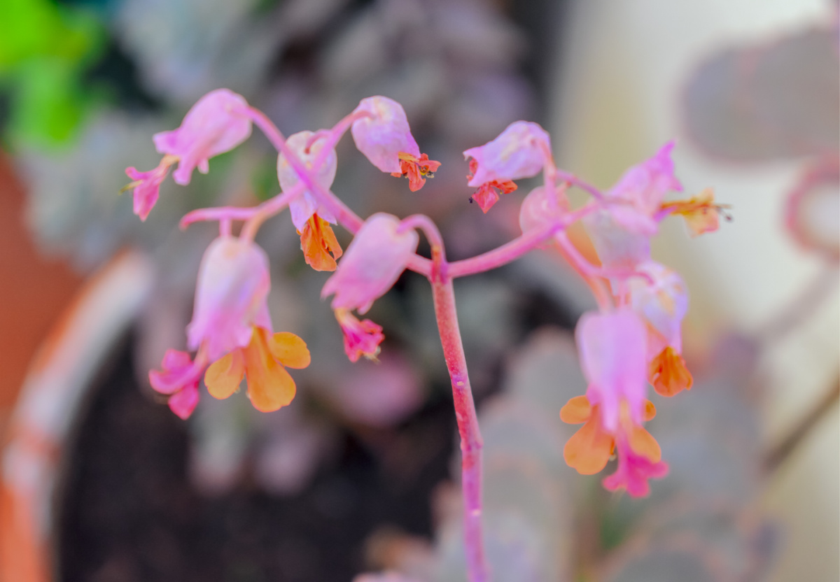 Kalanchoe fedtschenkoi in flower.