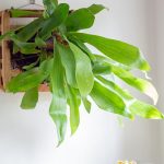 Mounted staghorn fern on wall