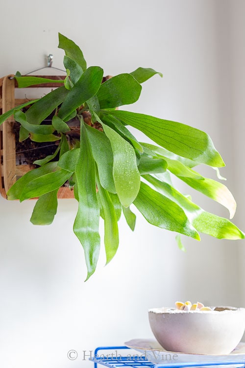 Mounted staghorn fern on wall