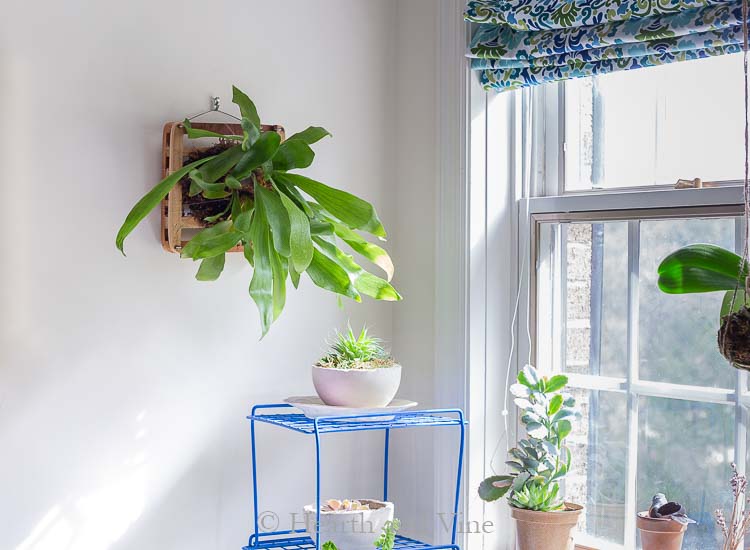 Staghorn fern near window