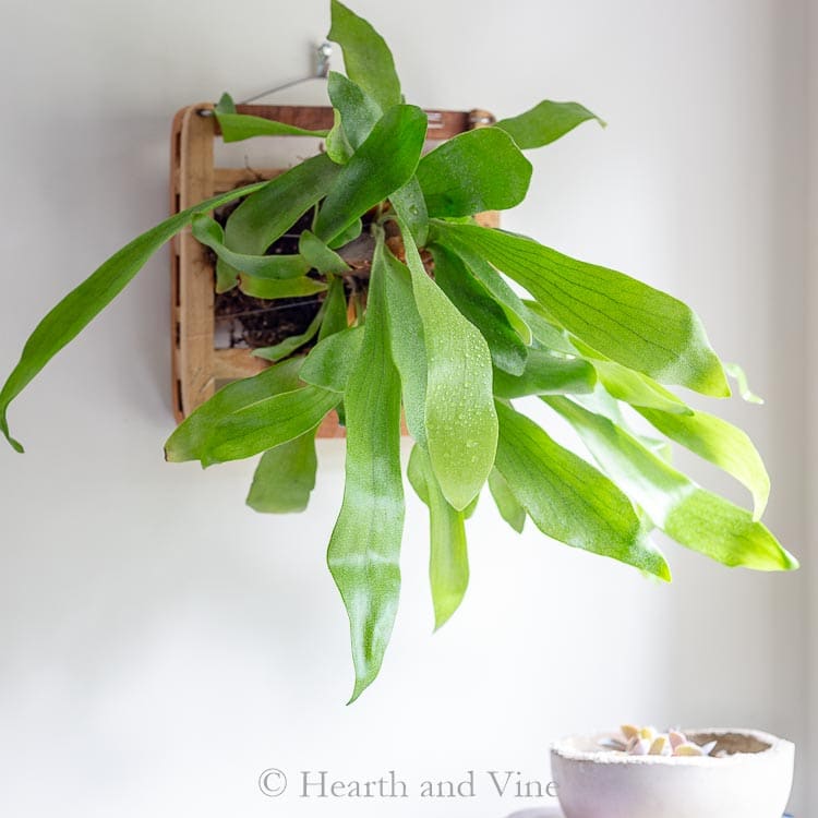 Staghorn fern mounted on wall.