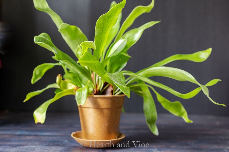 Staghorn fern in pot