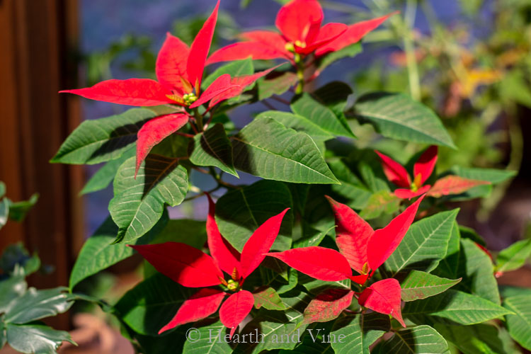 Poinsettia blooming in February