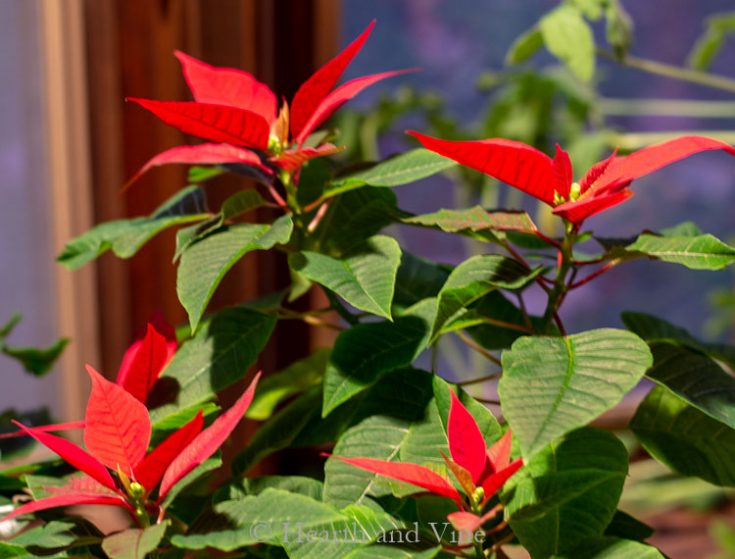 Poinsettia Rebloom Keep Your Poinsettia and Get it to Bloom Again Hearth and Vine