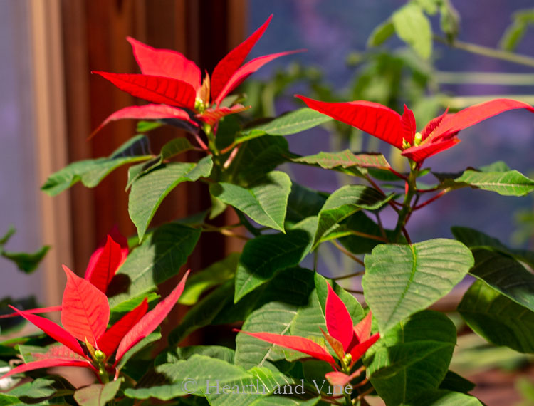 Blooming red poinsettia