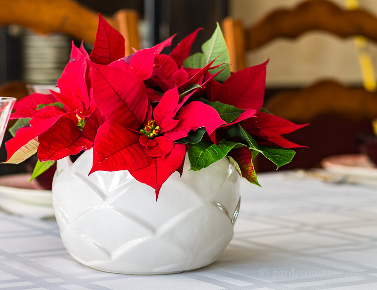 Poinsettia centerpiece