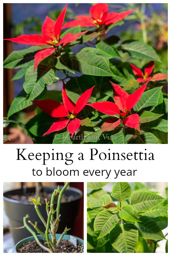 Poinsettia Rebloom - Keep Your Poinsettia and Get it to Bloom Again