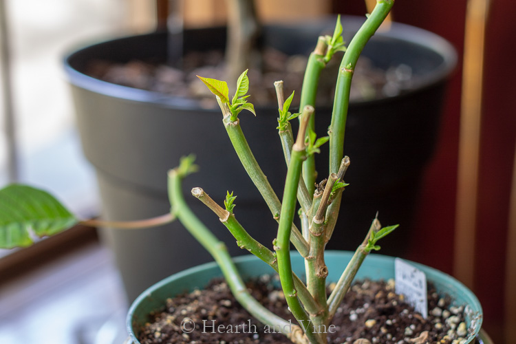 Regrowth showing after cutting back the plant