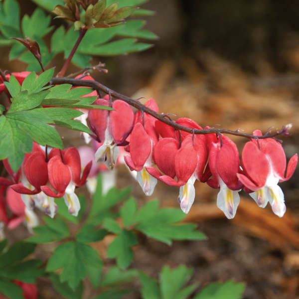 Red bleeding hear Dicentra Valentine