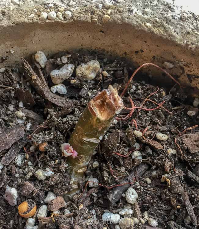 New growth on the stretched succulent stem that was cut about an inch from the soil.