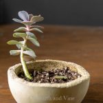 Echievera succulent tall growth