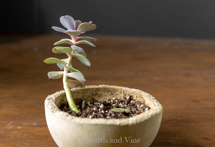 Echievera stretched succulent with separated leaves and lanky growth habit in a cement pot.
