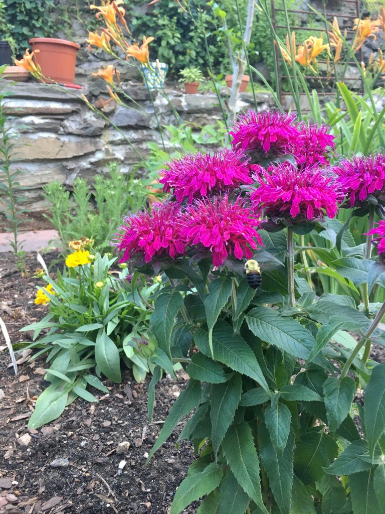 Monarda Balmy™ Purple