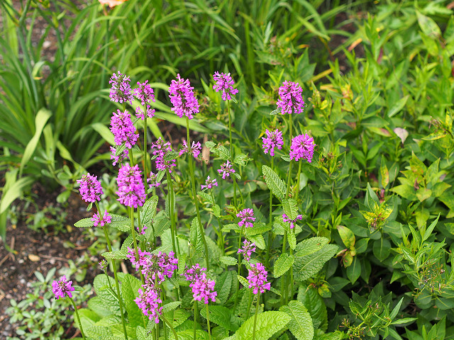 Stachys monieri 'Hummelo