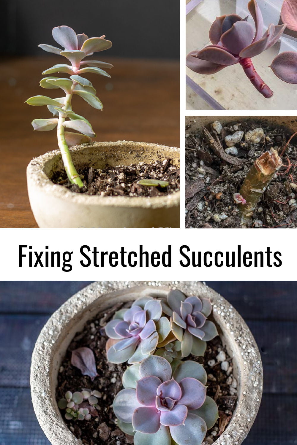 Tips for How to Fix a Stretched Succulent Plant that Grows Tall and Leggy