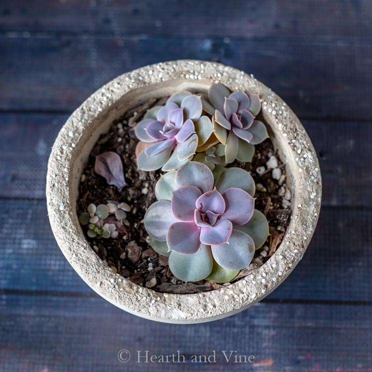  Purple echievera plants in a cement planter