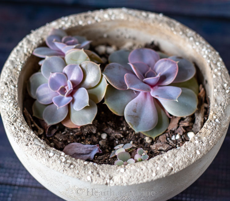 Echieveria and kalanchoe baby in cement pot.