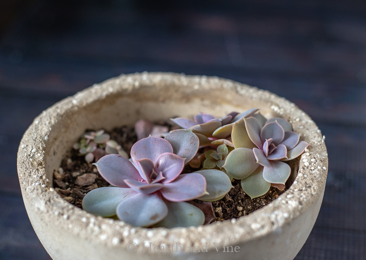 Original stretched succulent that was cut now showing nice compact growth.