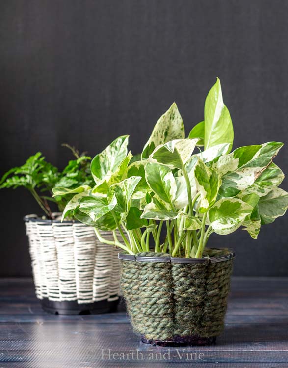 woven containers with pothos and ferns