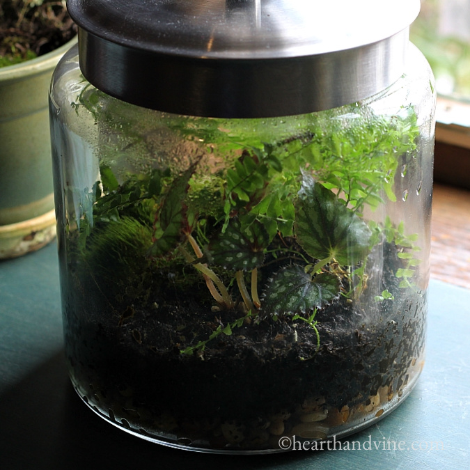 Side view of a closed terrarium.