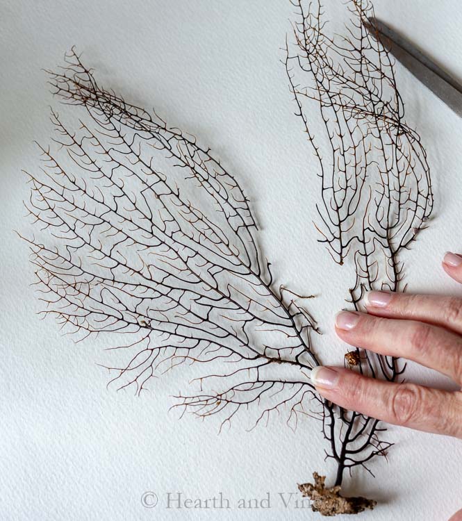 Sectioning a sea fan