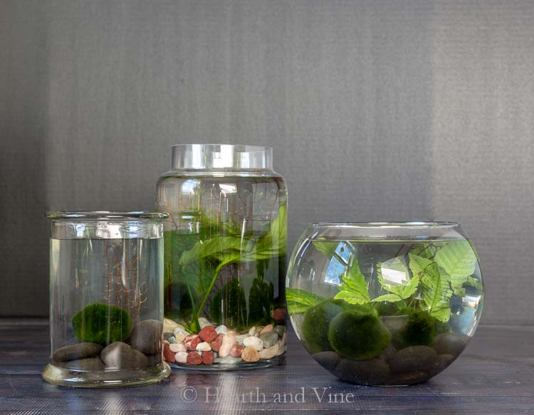 water terrarium trio