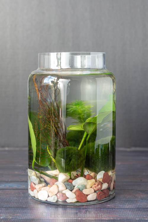 How To Create A Unique Marimo Moss Ball Terrarium - Container Water Gardens