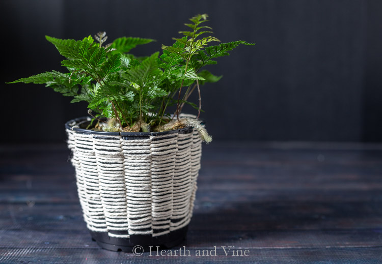 Fern in woven planter using cotton cording.