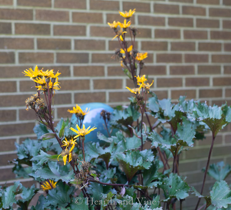 Leopard Plant - Perennial shade plants