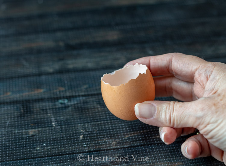 Empty eggshell