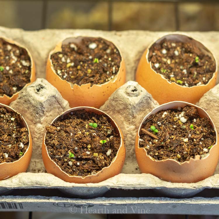 Basil plants germinating in eggshell planters