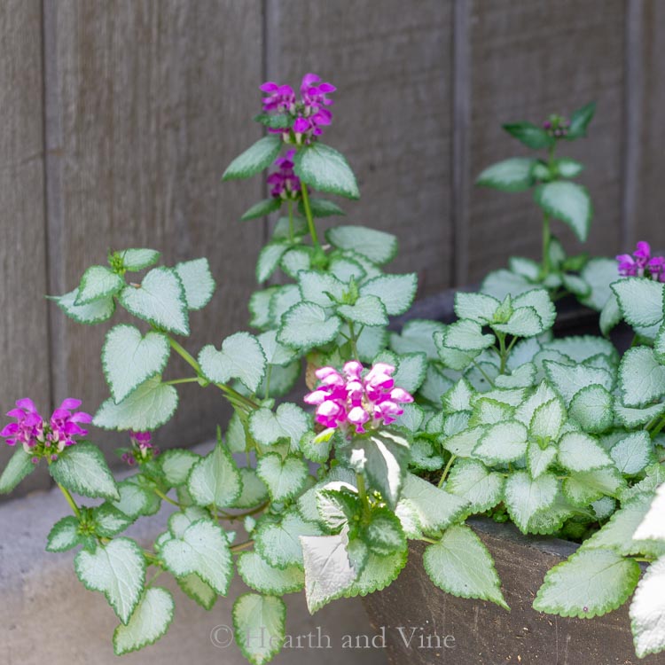 Dead nettle Orchid Frost