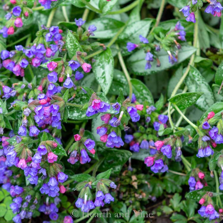 Lungwort Raspberry Splash