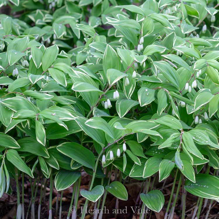 Variegated Solomon's Seal