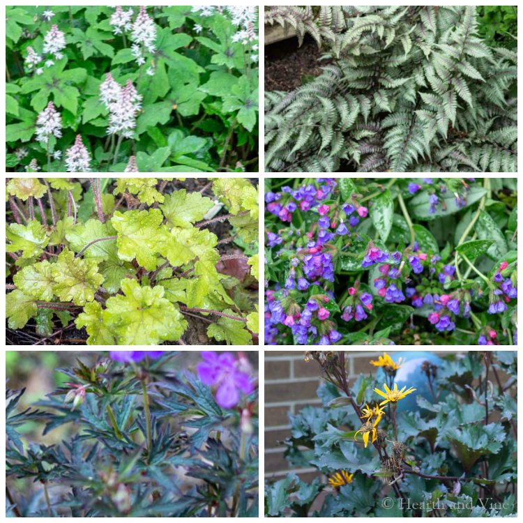 collage of shade loving perennial plants