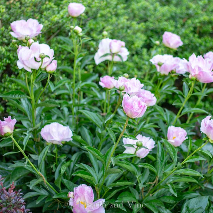 single bloom peonies