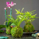 Three kokedama balls on a table.