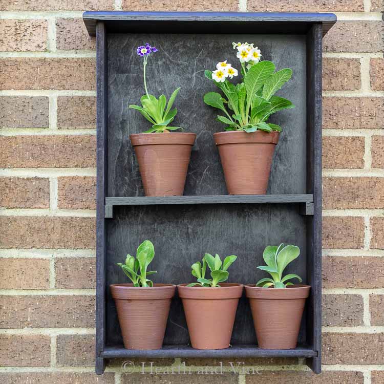 auricula theatre