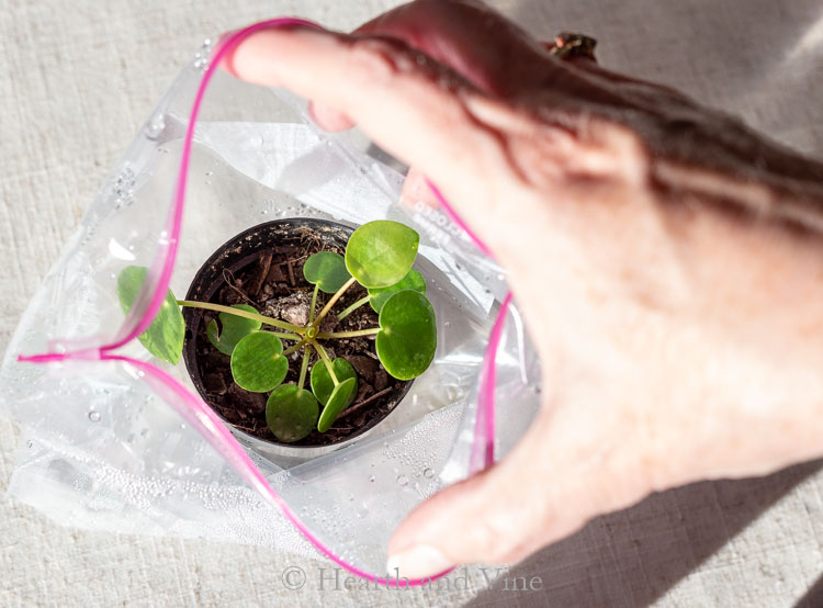 Baby offshoot in plastic bag