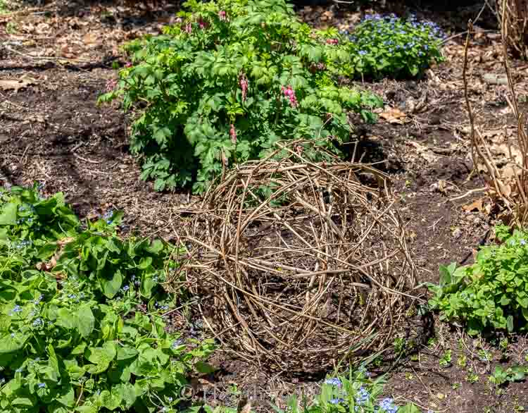 Grapevine ball in garden