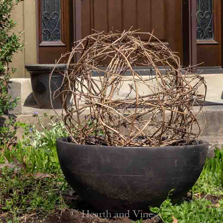 DIY grapevine sphere in planter