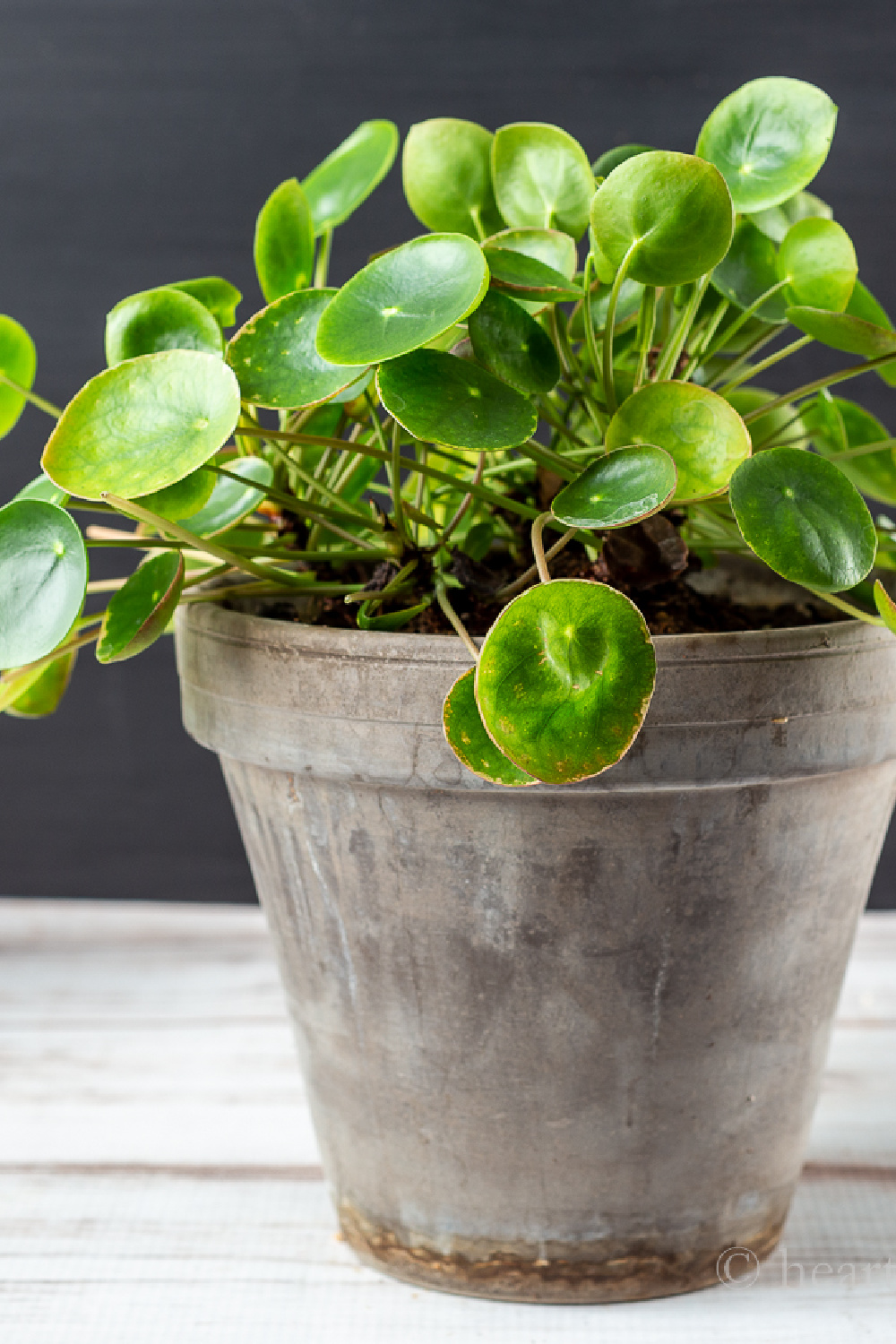 Pilea Plant The Pass It On Friendship Plant Hearth and Vine