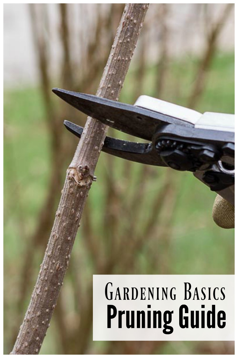Basic Pruning Tips for a Beautiful Full and Lush Garden