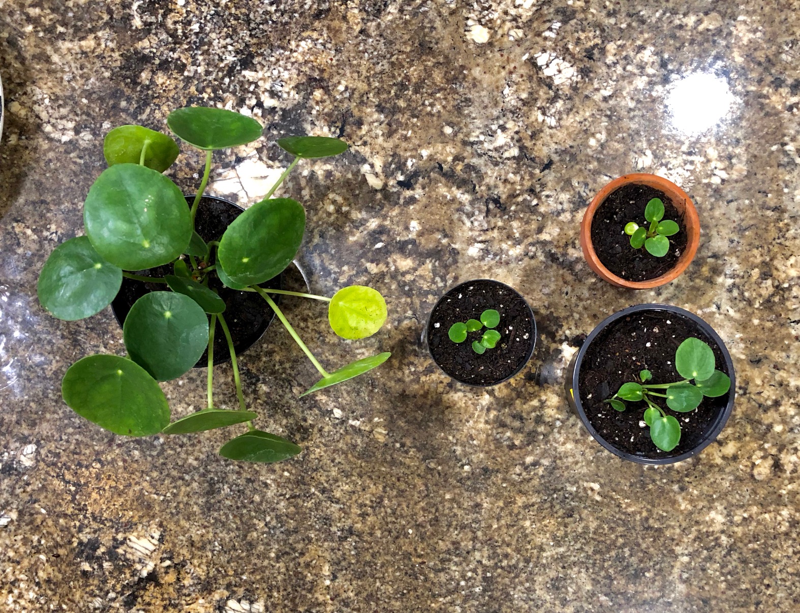 Pilea mother and babies in small pots.