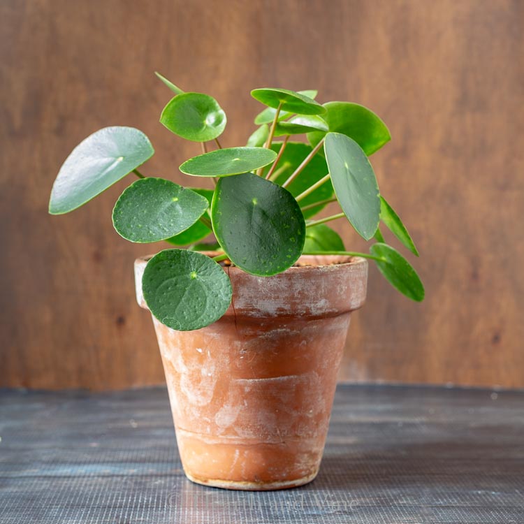 Pilea peperomioides in a clay pot.
