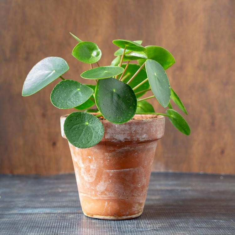 Pilea peperomioides