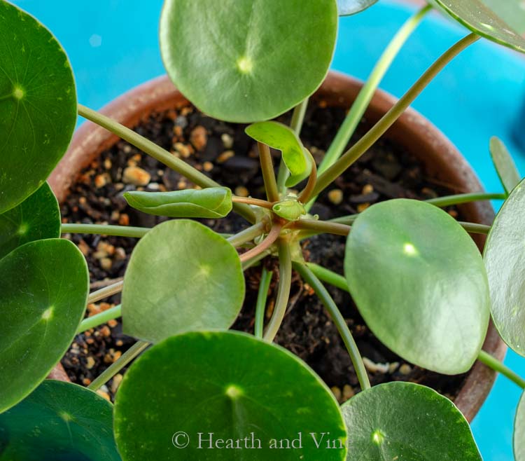 New growth on top of Pilea