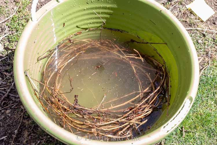 Wild grapevines soaking in tub of water