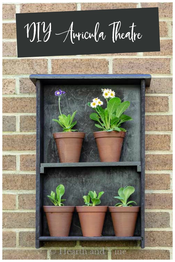 DIY auricula theatre from old drawer