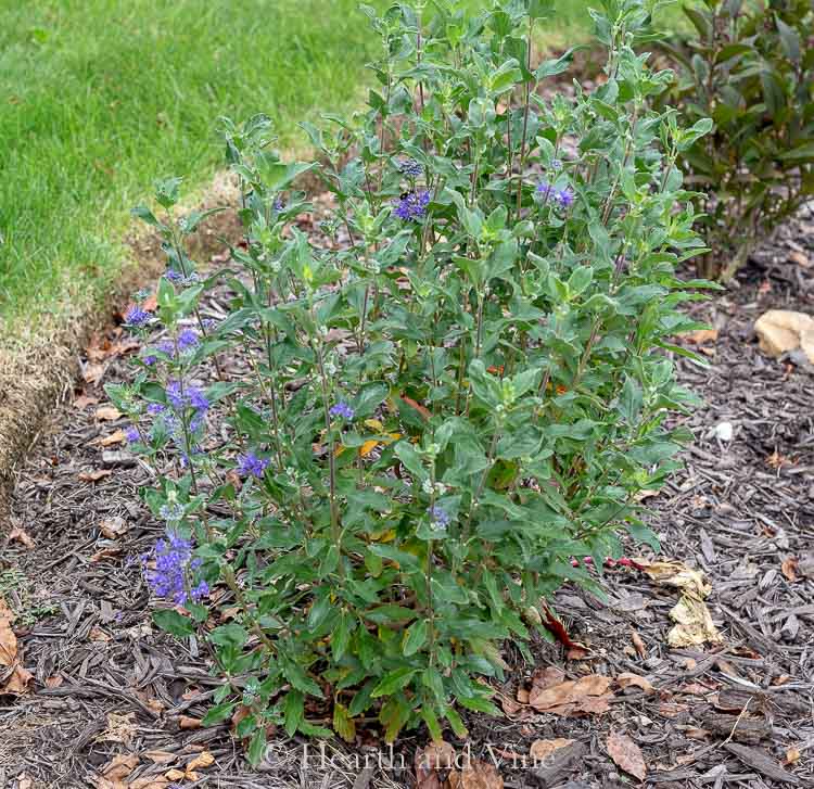 Beyond Midnight Bluebeard Shrub